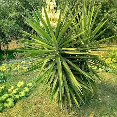 In Campagna Vicina Al Mare Bonerelax メンフィ