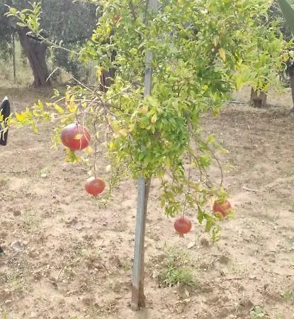 In Campagna Vicina Al Mare Bonerelax カントリーハウス *