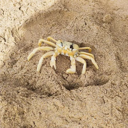 In Campagna Vicina Al Mare Bonerelax